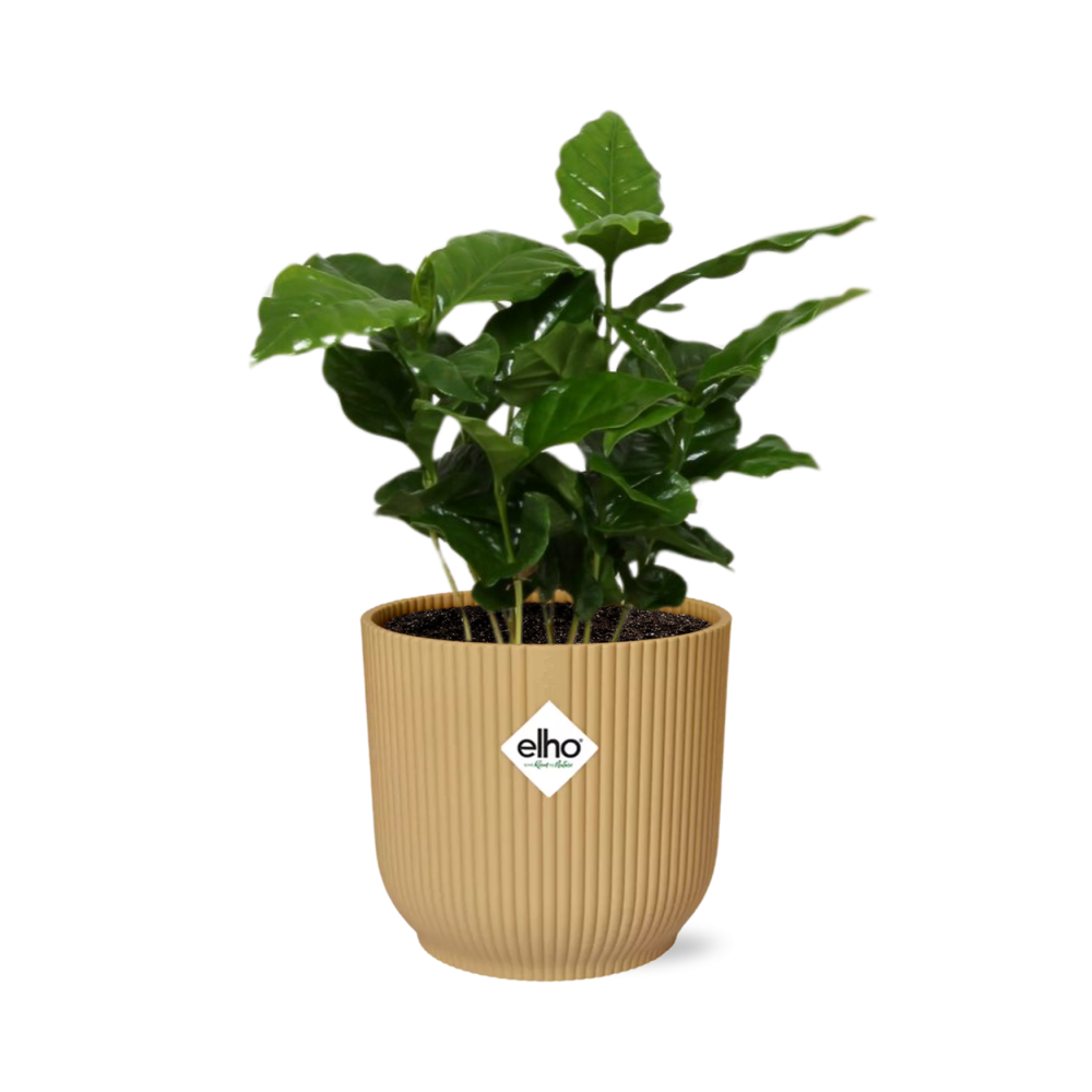 Coffea Arabica Zimmerpflanze im ELHO Vibes Fold Topf Gelb 14cm