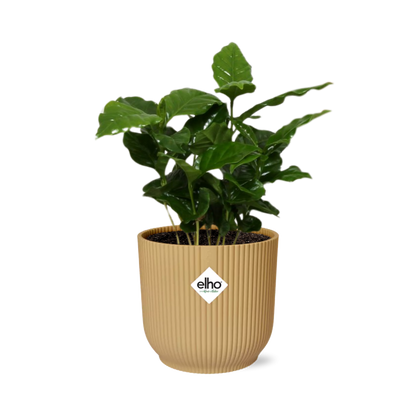 Coffea Arabica Zimmerpflanze im ELHO Vibes Fold Topf Gelb 14cm