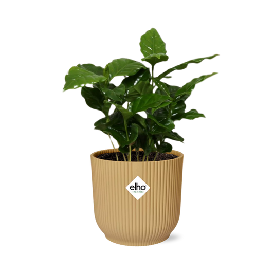 Coffea Arabica Zimmerpflanze im ELHO Vibes Fold Topf Gelb 14cm