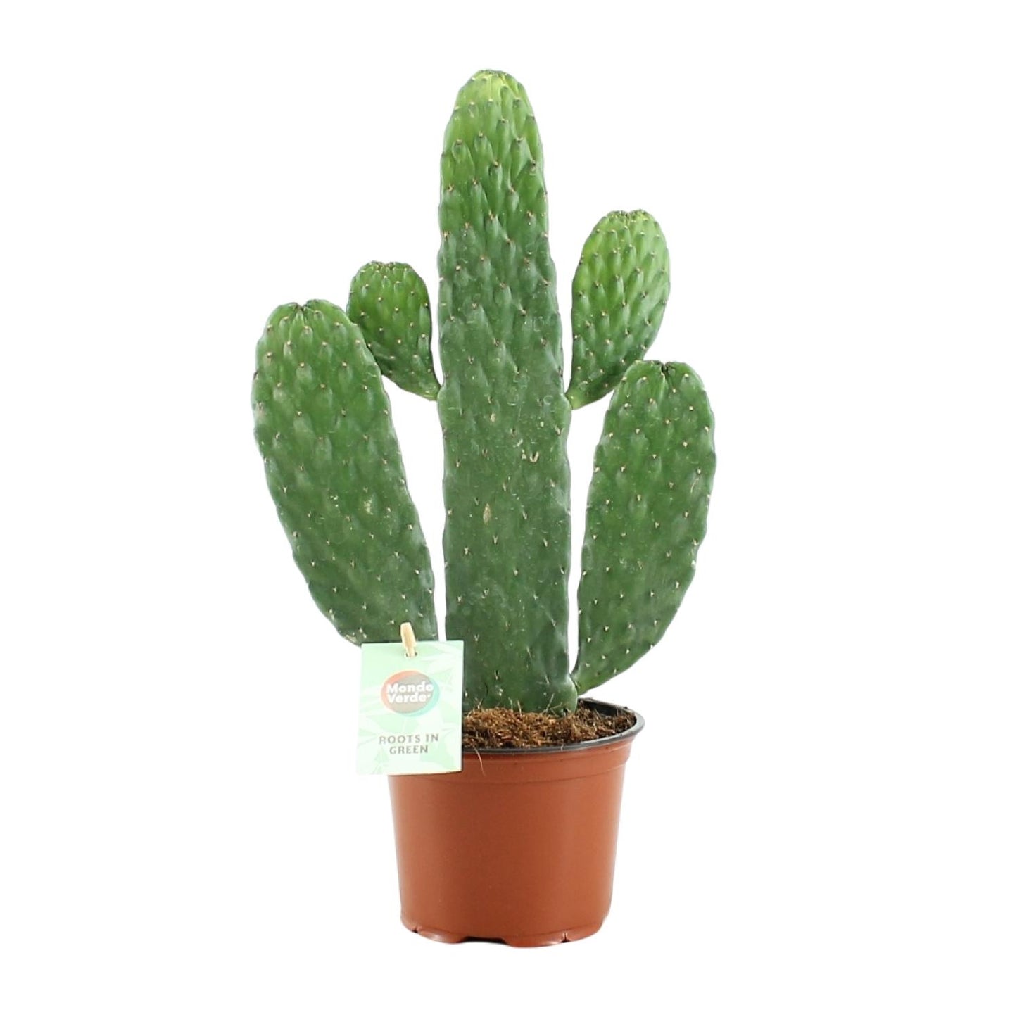 Opuntia Rubescens Consolea – Pflegeleichter Kaktus Ø12cm