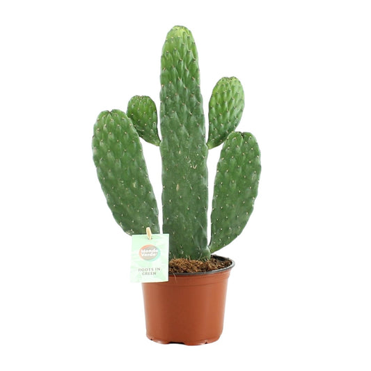 Opuntia Rubescens Consolea – Pflegeleichter Kaktus Ø12cm