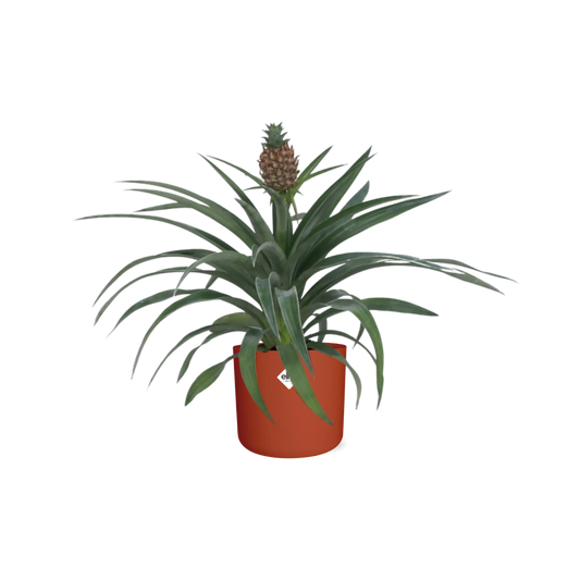 Ananas-Pflanze im 12 cm Topf – Tropisches Flair & pflegeleicht