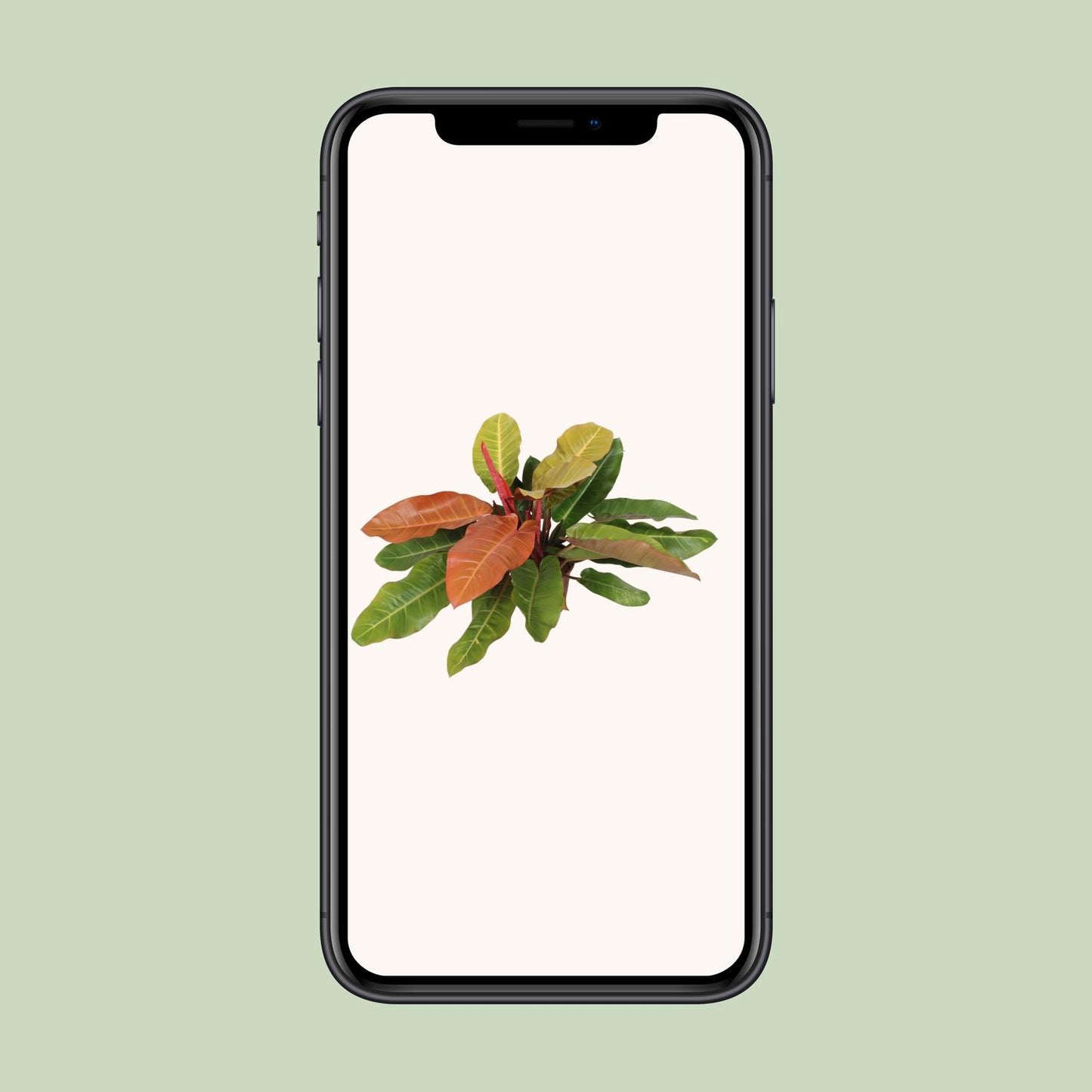 Philodendron 'Prince of Orange' – 75 cm pflegeleichte Zimmerpflanze