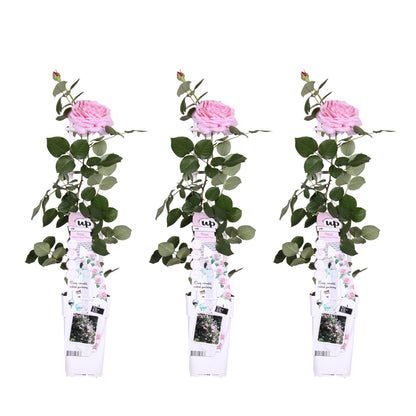 3x Kletterrose 'Crazy in Love Pink' – 65 cm, Ø 15 cm