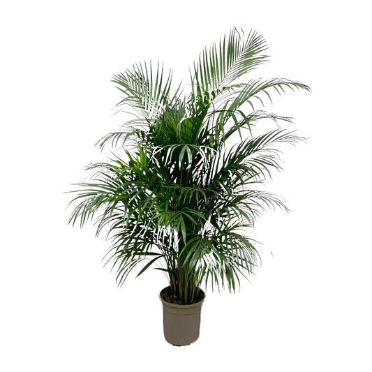 Dypsis Lutescens (Areca-Palme) 150 cm – pflegeleicht & robust