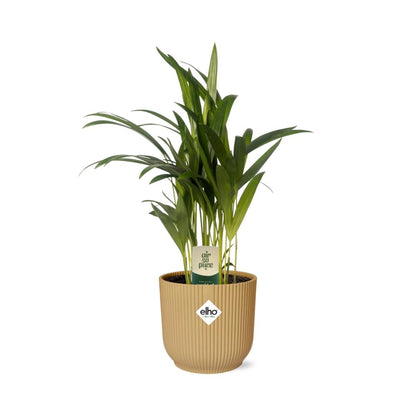 Dypsis Lutescens (Bambuspalme) 12cm im ELHO Vibes Fold Topf