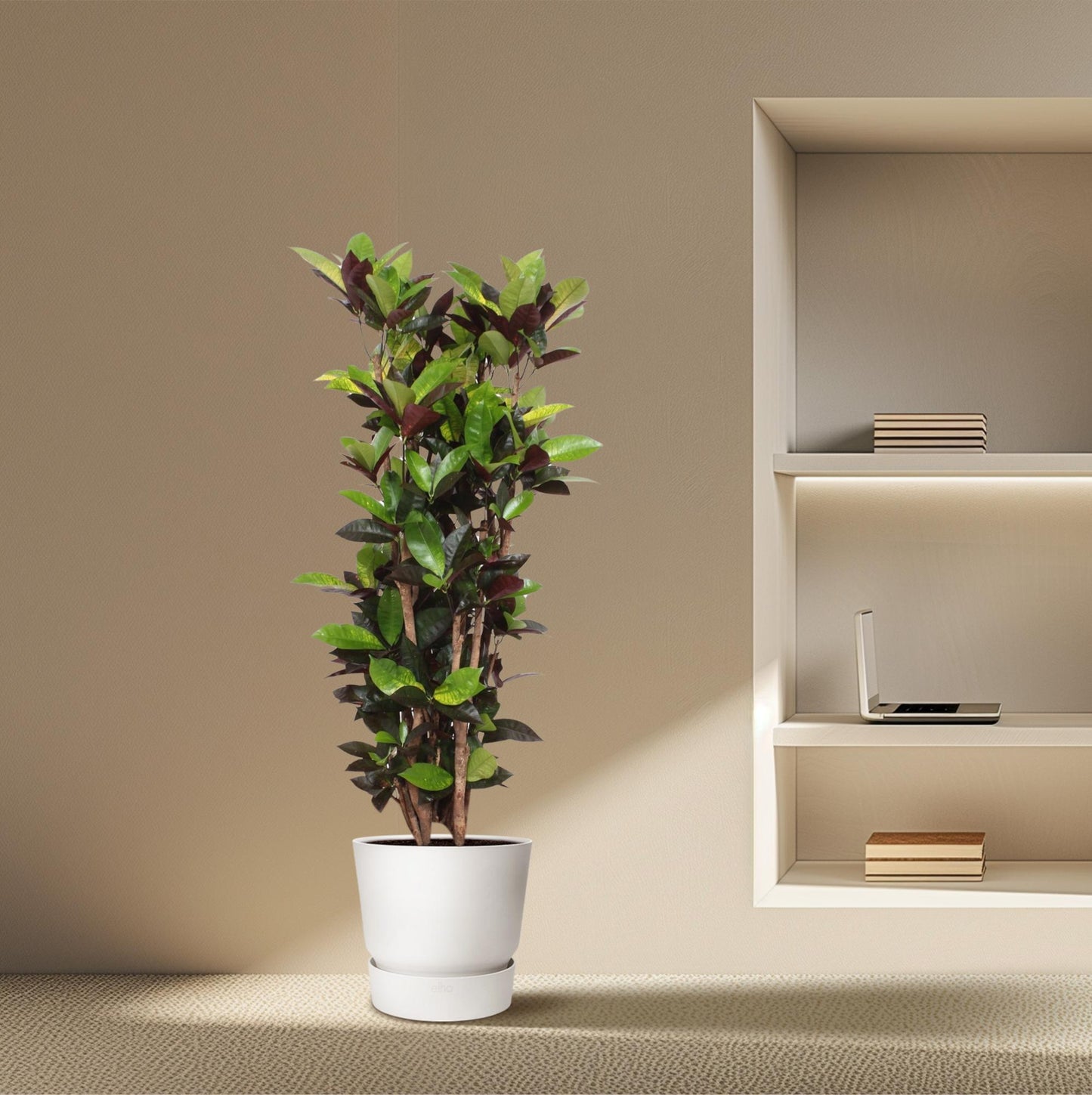 Codiaeum Iceton – Bunte, pflegeleichte Zimmerpflanze 140 cm