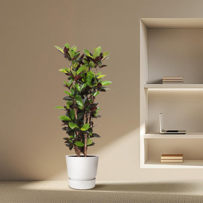 Codiaeum Iceton – Bunte, pflegeleichte Zimmerpflanze 140 cm