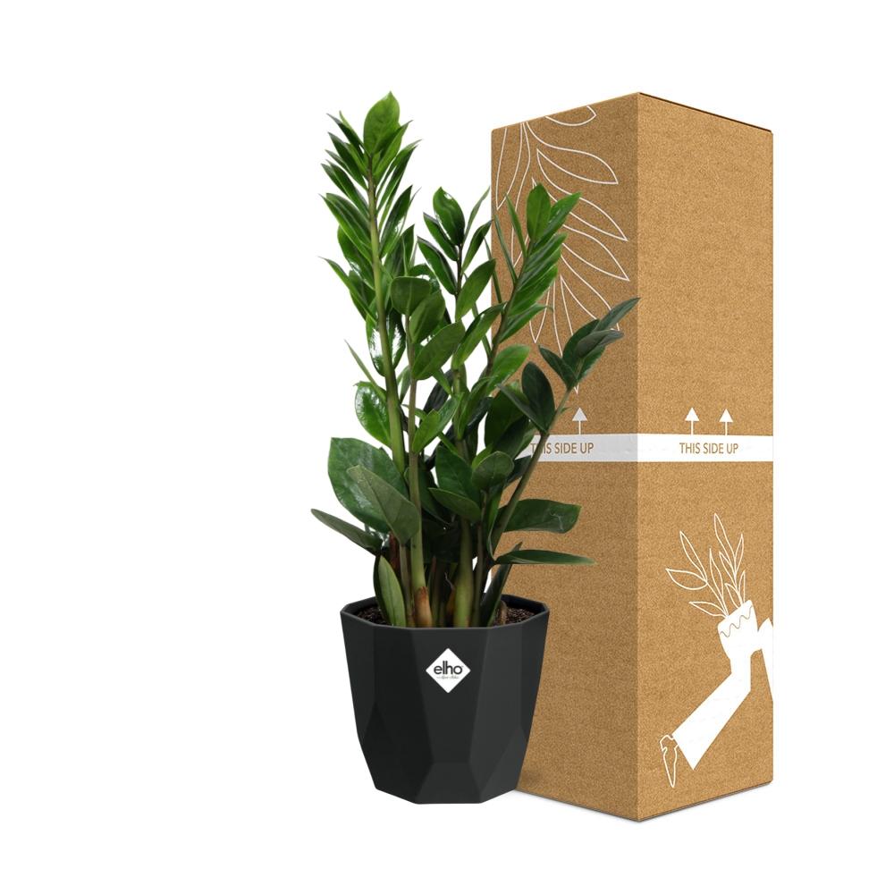 Zamioculcas (ZZ-Pflanze) – 45-50 cm in 14 cm Topf, b.for rock living black
