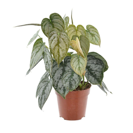 Philodendron Brandtianum – Pflegeleichte Zimmerpflanze Ø12cm