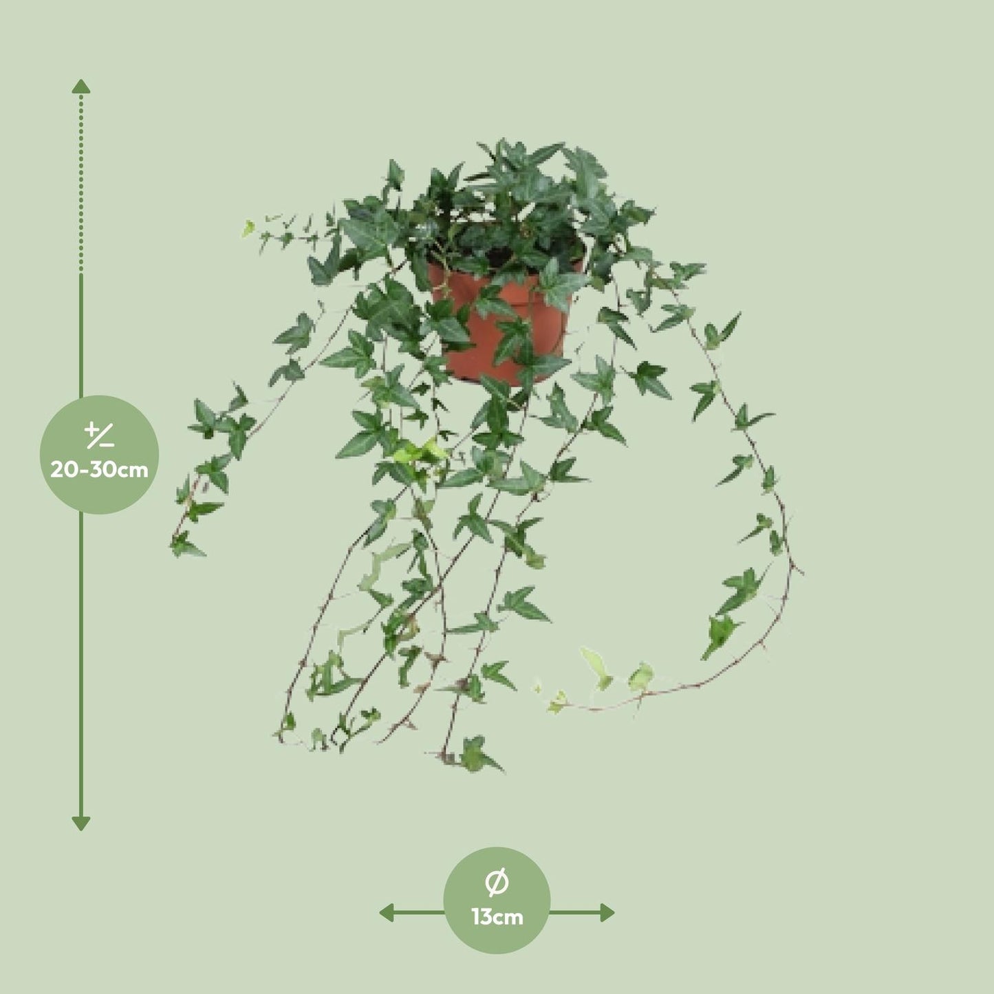 Efeu Hedera Helix Shamrock Ø13cm – Pflegeleicht & Luftreinigend