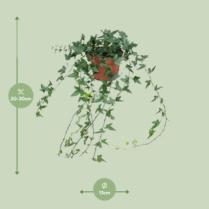 Efeu Hedera Helix Shamrock Ø13cm – Pflegeleicht & Luftreinigend