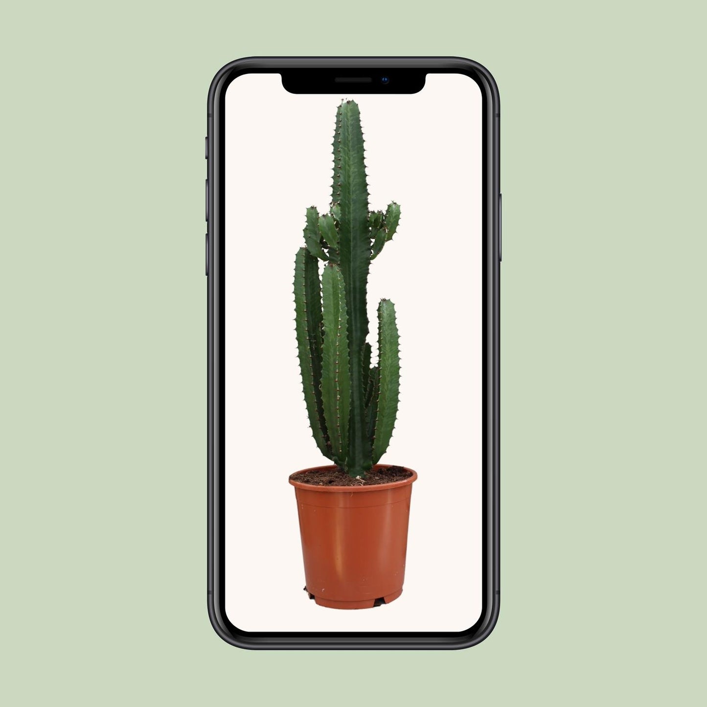 Euphorbia Trigona Rubra – Pflegeleichte Sukkulente Ø24cm