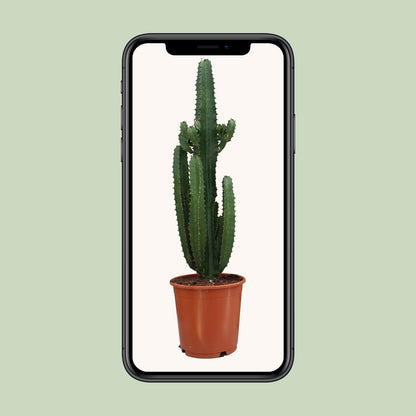 Euphorbia Trigona Rubra – Pflegeleichte Sukkulente Ø24cm