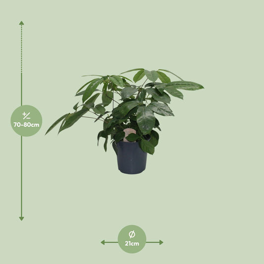 Schefflera Actinophylla – Pflegeleichter Schirmbaum Ø21 cm