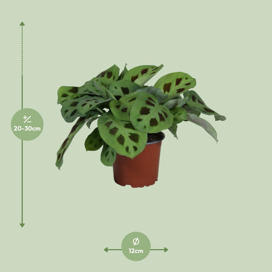 Maranta Leuconeura 'Kerchoveana' – Pflegeleichte Gebetspflanze Ø12cm