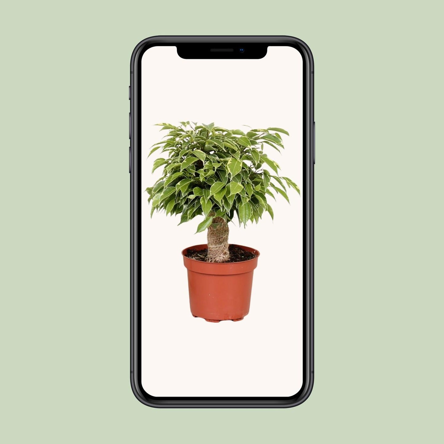 Ficus Benjamina Kinky – Pflegeleichte Zimmerpflanze Ø12cm