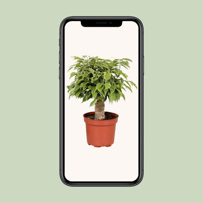 Ficus Benjamina Kinky – Pflegeleichte Zimmerpflanze Ø12cm