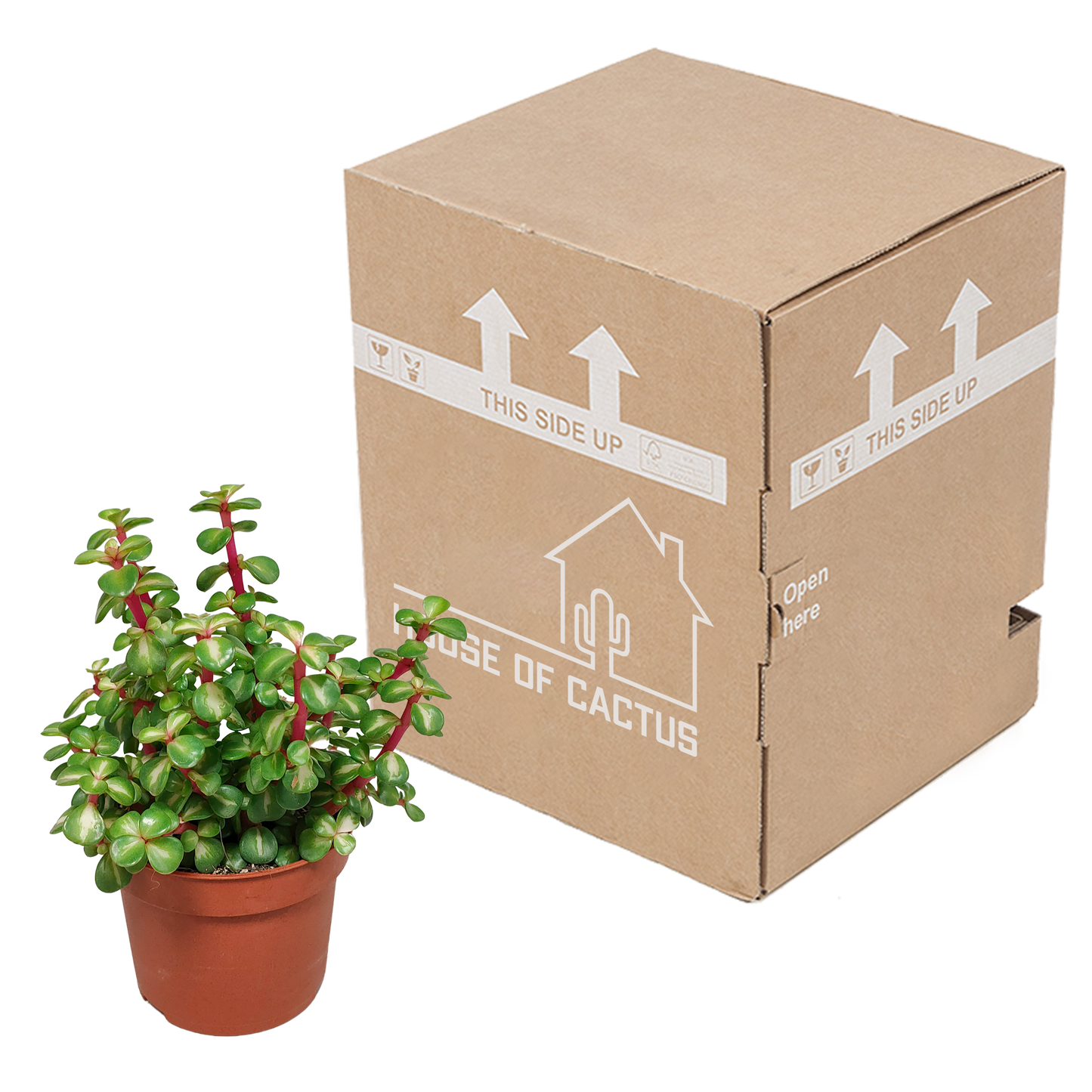 Portulacaria afra mediopicta – pflegeleichte Sukkulente 10,5 cm