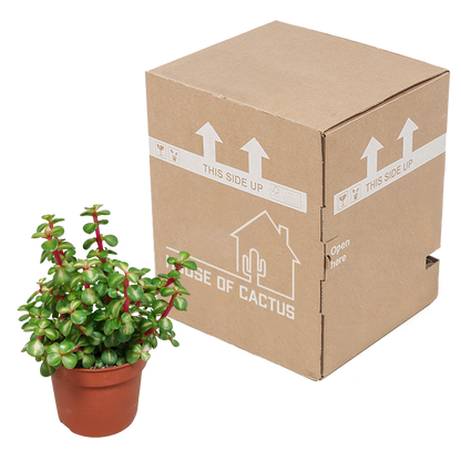 Portulacaria afra mediopicta – pflegeleichte Sukkulente 10,5 cm