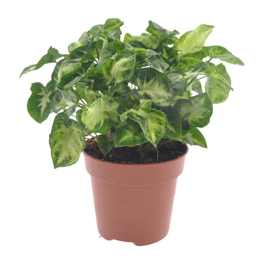 Syngonium Pixie – pflegeleichte Zimmerpflanze Ø12cm