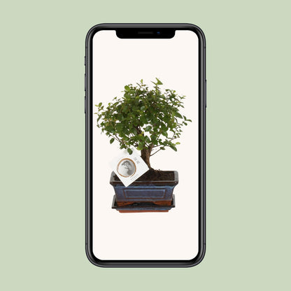 Bonsai 'Sageretia' – Kugelform Ø15cm, Höhe 30cm