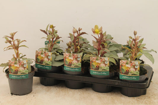 Helleborus Sternii – Pflegeleichte Winterblüher Ø13cm