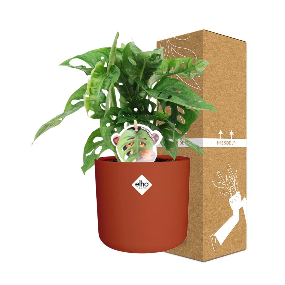 Monstera ‘Monkey Leaf’ in ELHO b.for soft rond 14cm brique