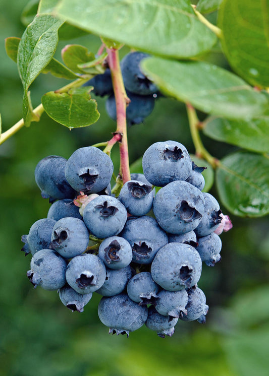 Blaubeere 'Reka' – Selbstfruchtender Beerenstrauch Ø13cm