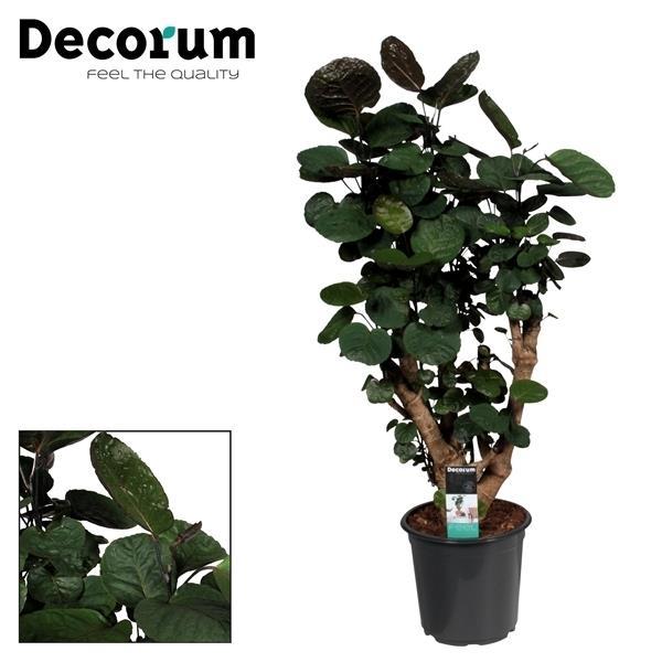 Polyscias Fabian – Pflegeleichte Trendpflanze Ø21cm