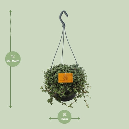 Pilea Glauca – Pflegeleichte Artilleriepflanze 15 cm