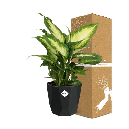 Dieffenbachia ‘Camilla’ – Pflegeleichte Zimmerpflanze 14 cm
