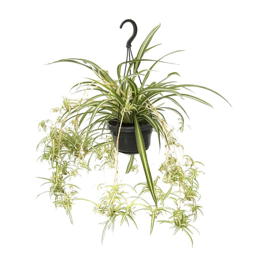 Chlorophytum comosum Variegatum – Spinnenpflanze Ø14cm