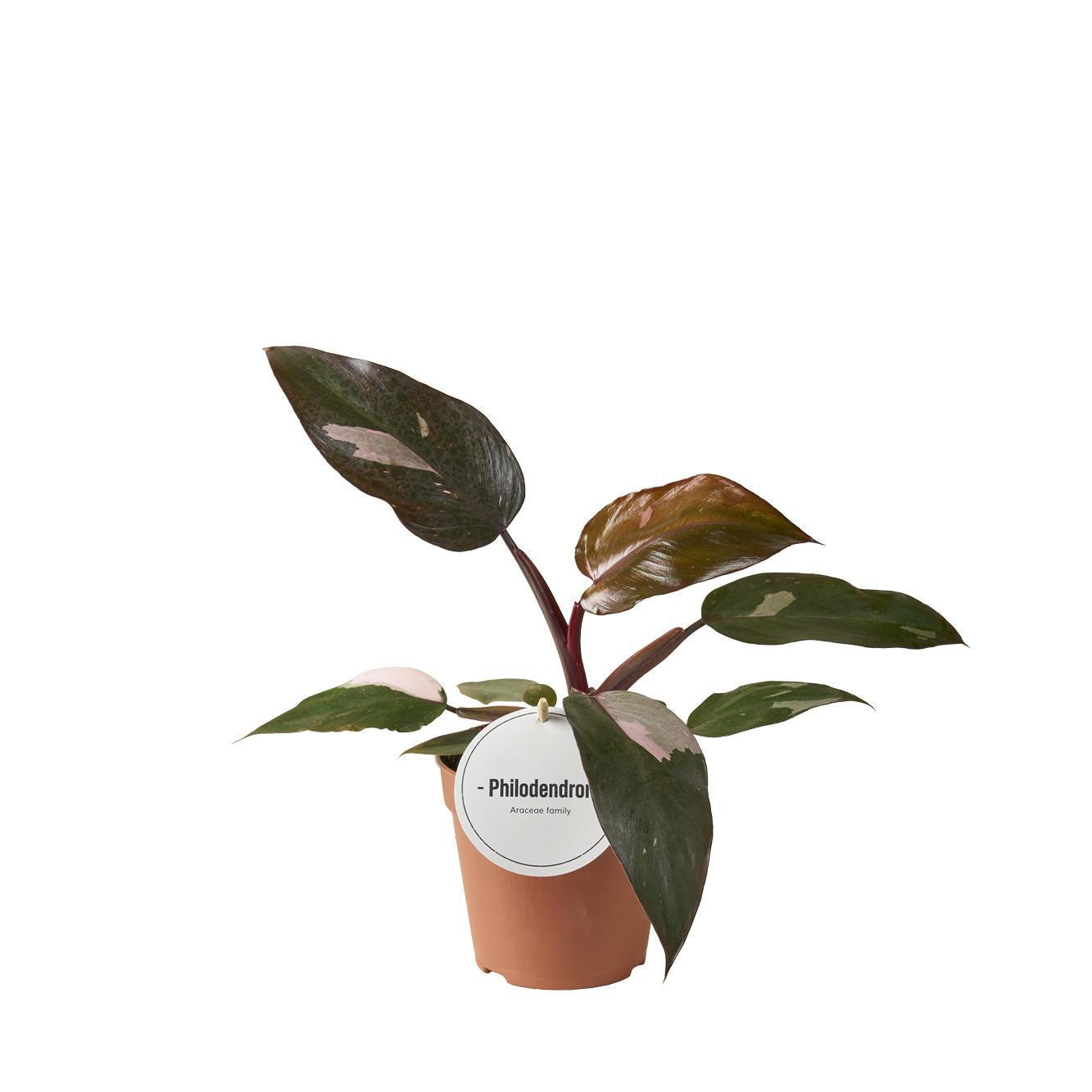 Philodendron Burgundy Princess – Pflegeleichte Trendpflanze Ø12cm