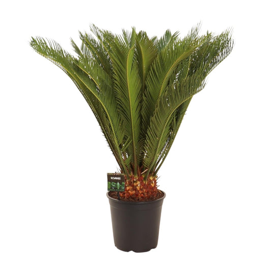Cycas Revoluta – Pflegeleichte Farnpalme Ø24 cm, 90 cm hoch