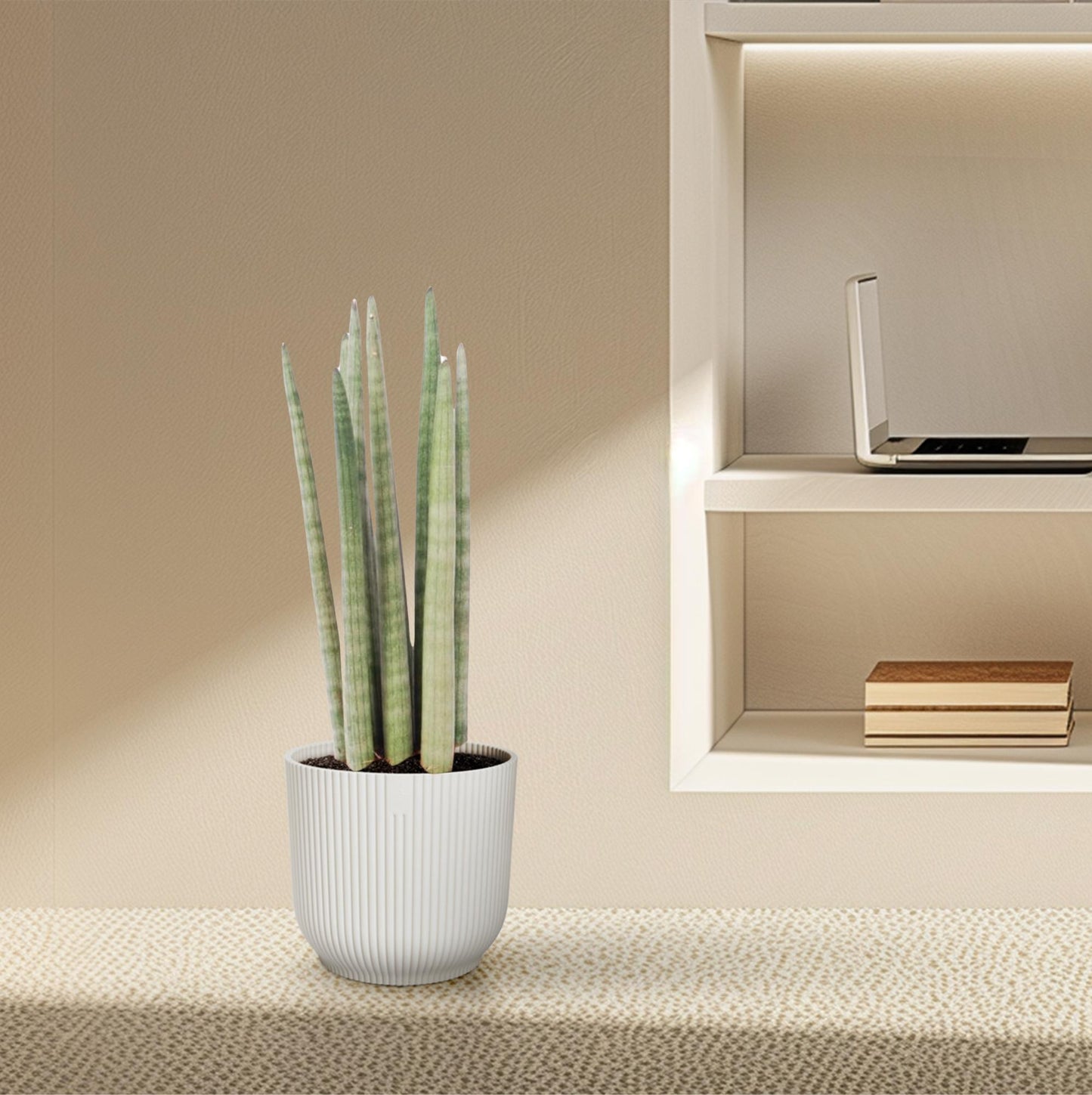 Sansevieria cylindrica 'Spaghetti' – pflegeleichte Zimmerpflanze 40 cm