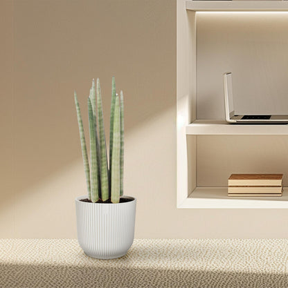 Sansevieria cylindrica 'Spaghetti' – pflegeleichte Zimmerpflanze 40 cm