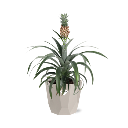 Ananas-Pflanze in ELHO b.for rock 14 cm warm grey
