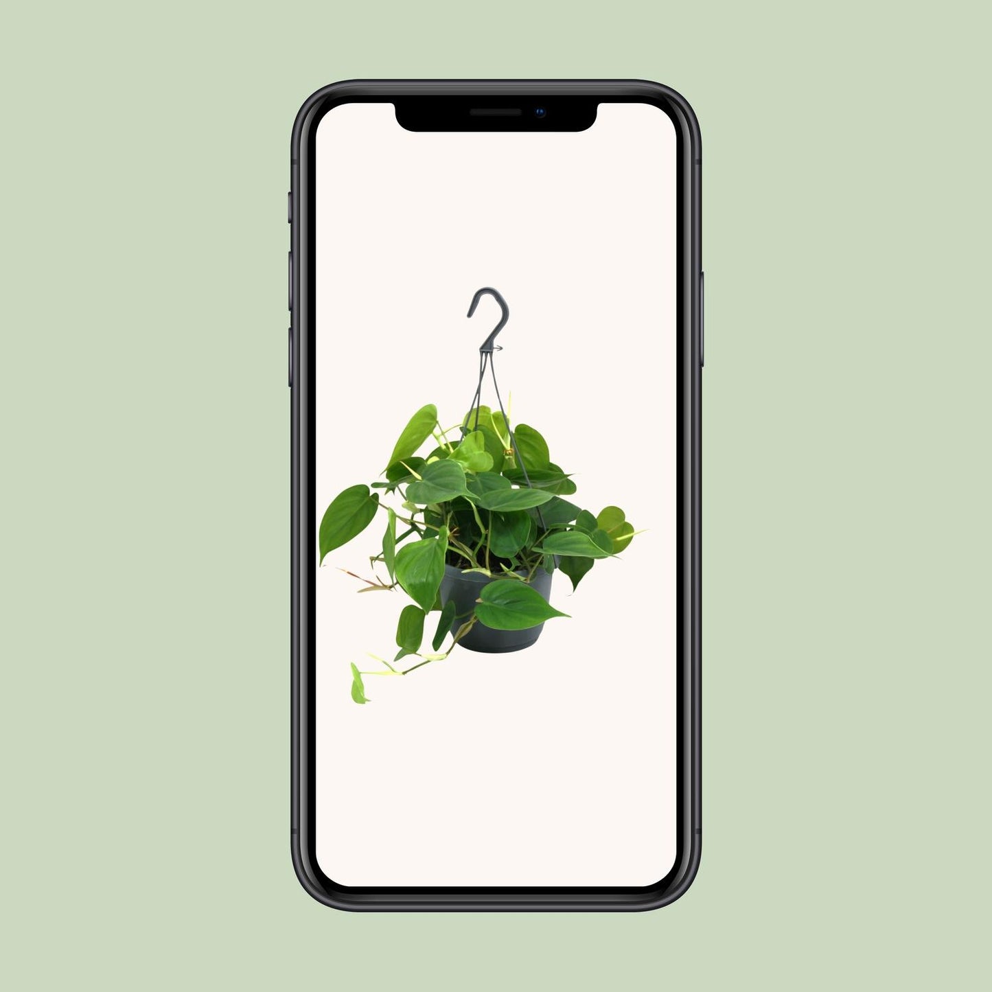 Philodendron Scandens – Pflegeleichte Zimmerpflanze Ø15cm
