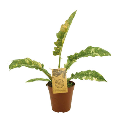 Philodendron Ring Of Fire – Pflegeleichte Zimmerpflanze Ø15cm