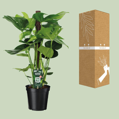 Monstera Deliciosa – Pflegeleichte Zimmerpflanze Ø19cm