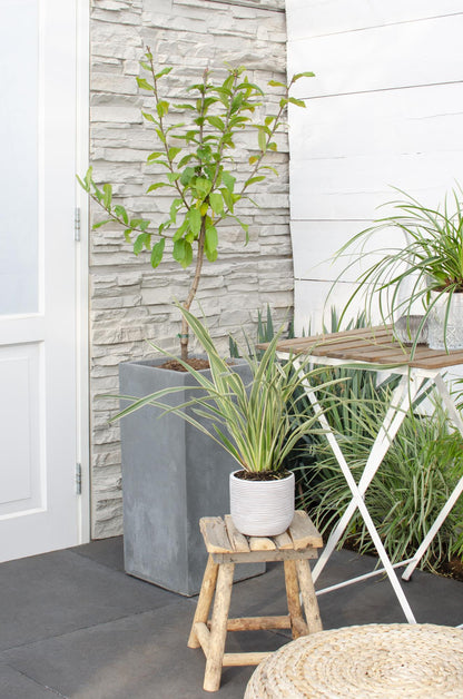 Mispel 'Westerfield' – Pflegeleichter Zierbaum Ø23cm, 120cm