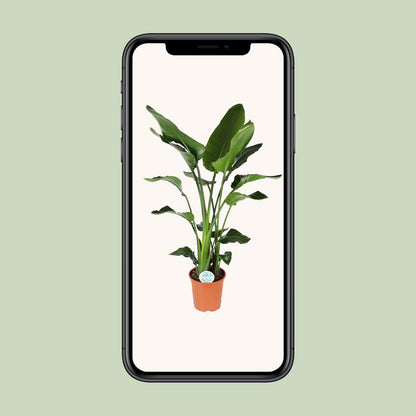 Strelitzia Nicolai – Exotische Paradiesvogelblume Ø27cm, ca. 140cm