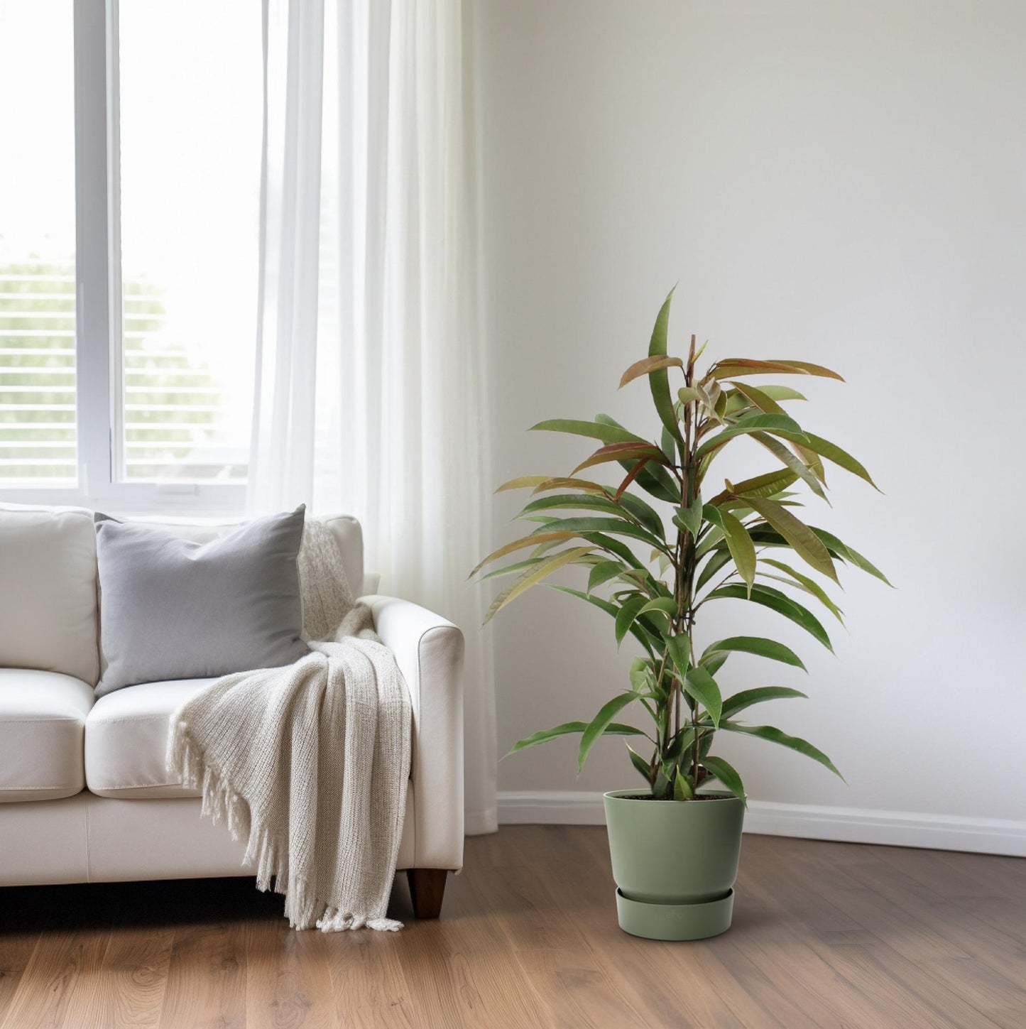Ficus Binnendijkii Amstel King – Pflegeleichte Zimmerpflanze Ø17cm