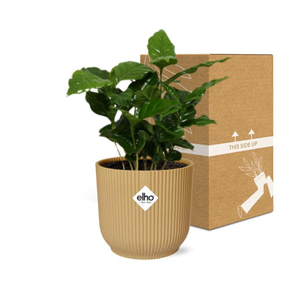 Coffea Arabica Zimmerpflanze im ELHO Vibes Fold Topf Gelb 14cm
