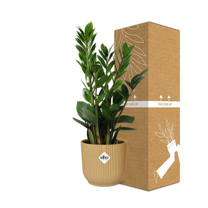 Zamioculcas (ZZ-Pflanze) in ELHO Vibes Fold Topf 14cm Gelb, 45-50 cm