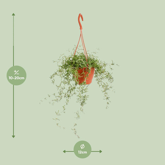 Senecio Twinkle Littele  Star - Ø12cm - ↕15cm
