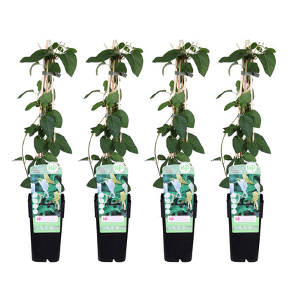 4x Weißes Geißblatt 'Halliana' – Lonicera japonica, Ø15cm, 65cm hoch