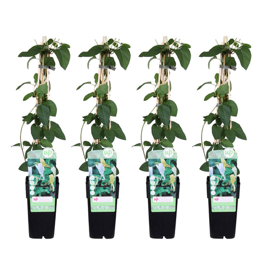 4x Weißes Geißblatt 'Halliana' – Lonicera japonica, Ø15cm, 65cm hoch