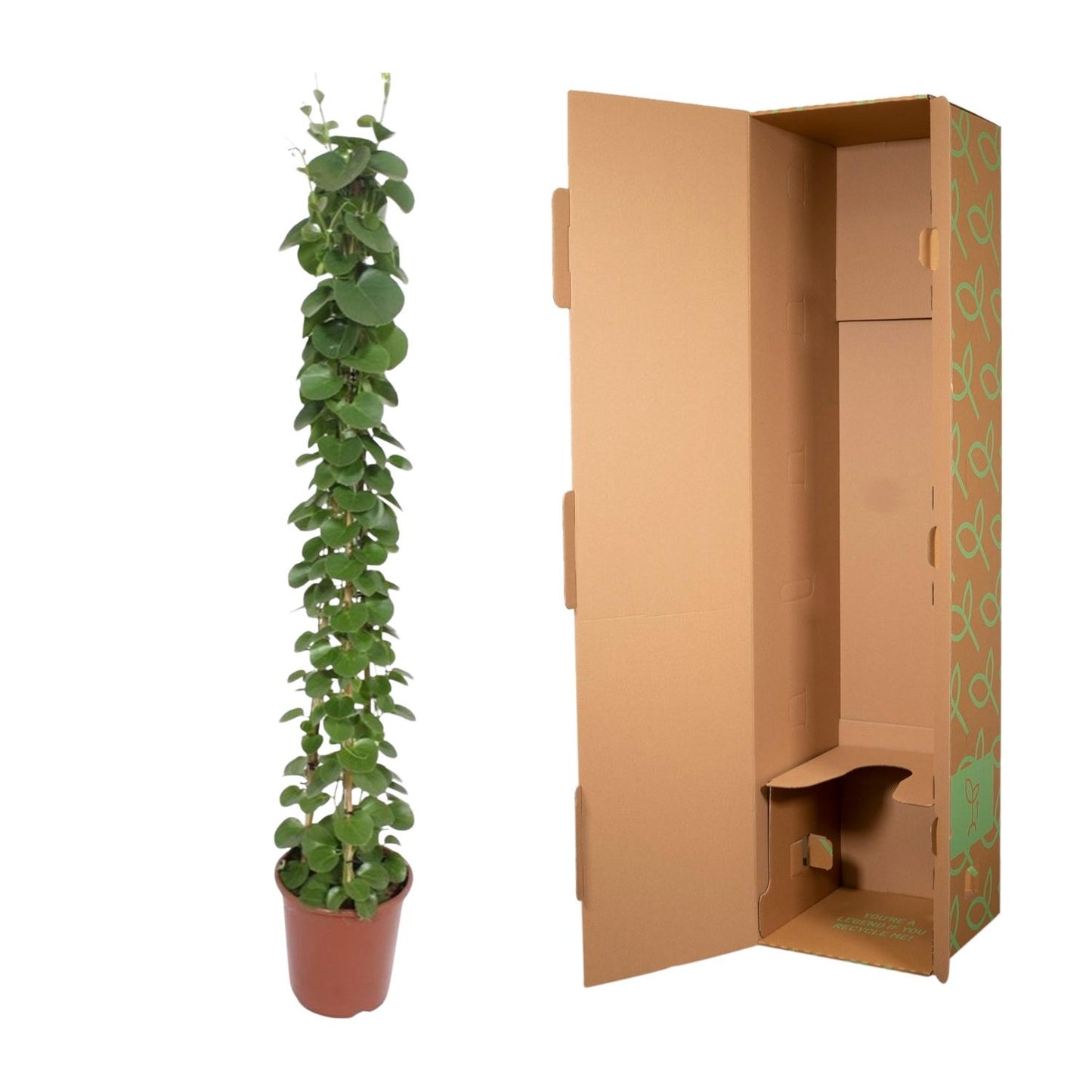 Cissus rotundifolia Pyramide – 160 cm, ø27 cm, pflegeleicht